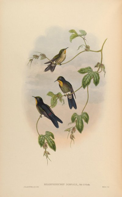 Ramphomicron dorsale - John Gould